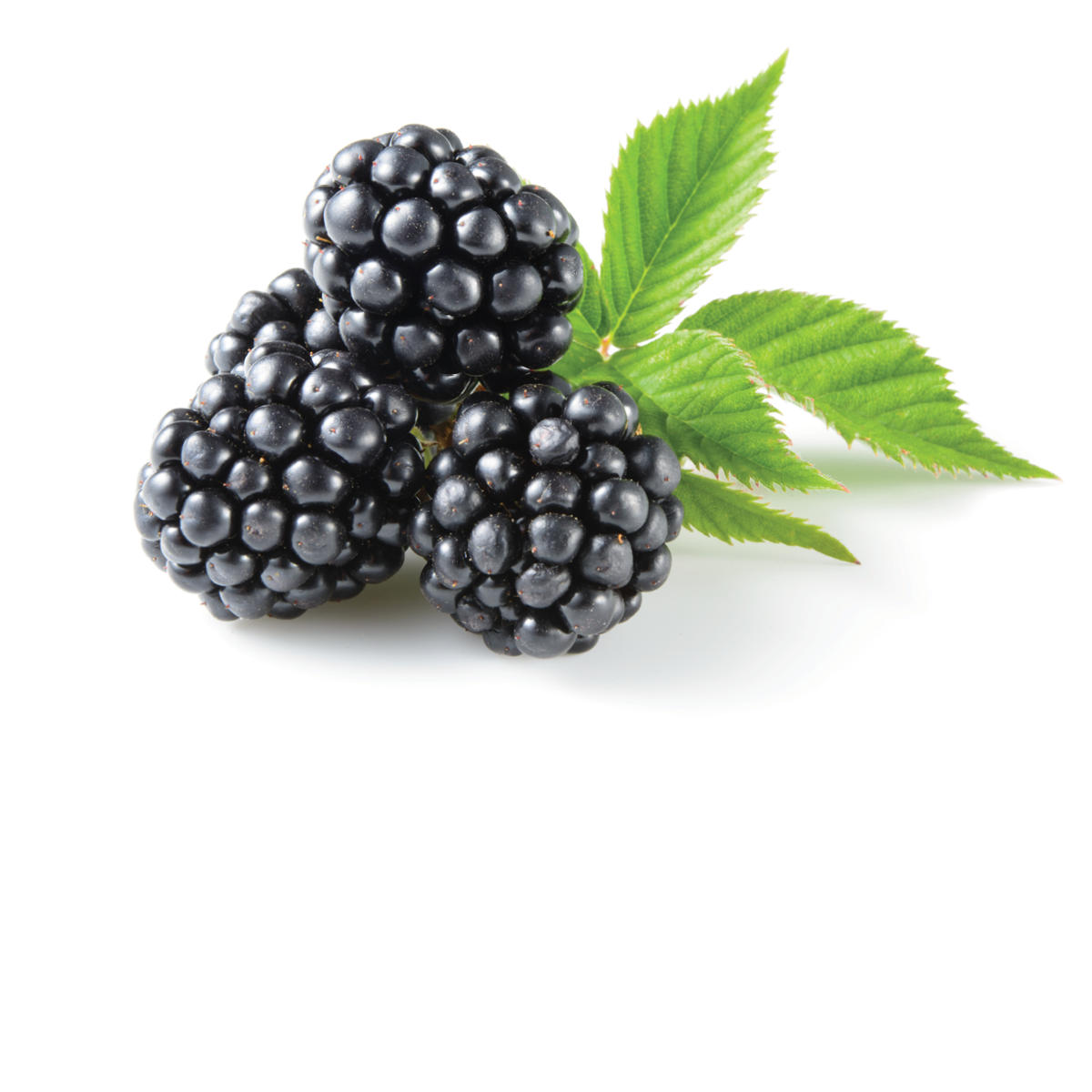 ORGANIC Blackberries