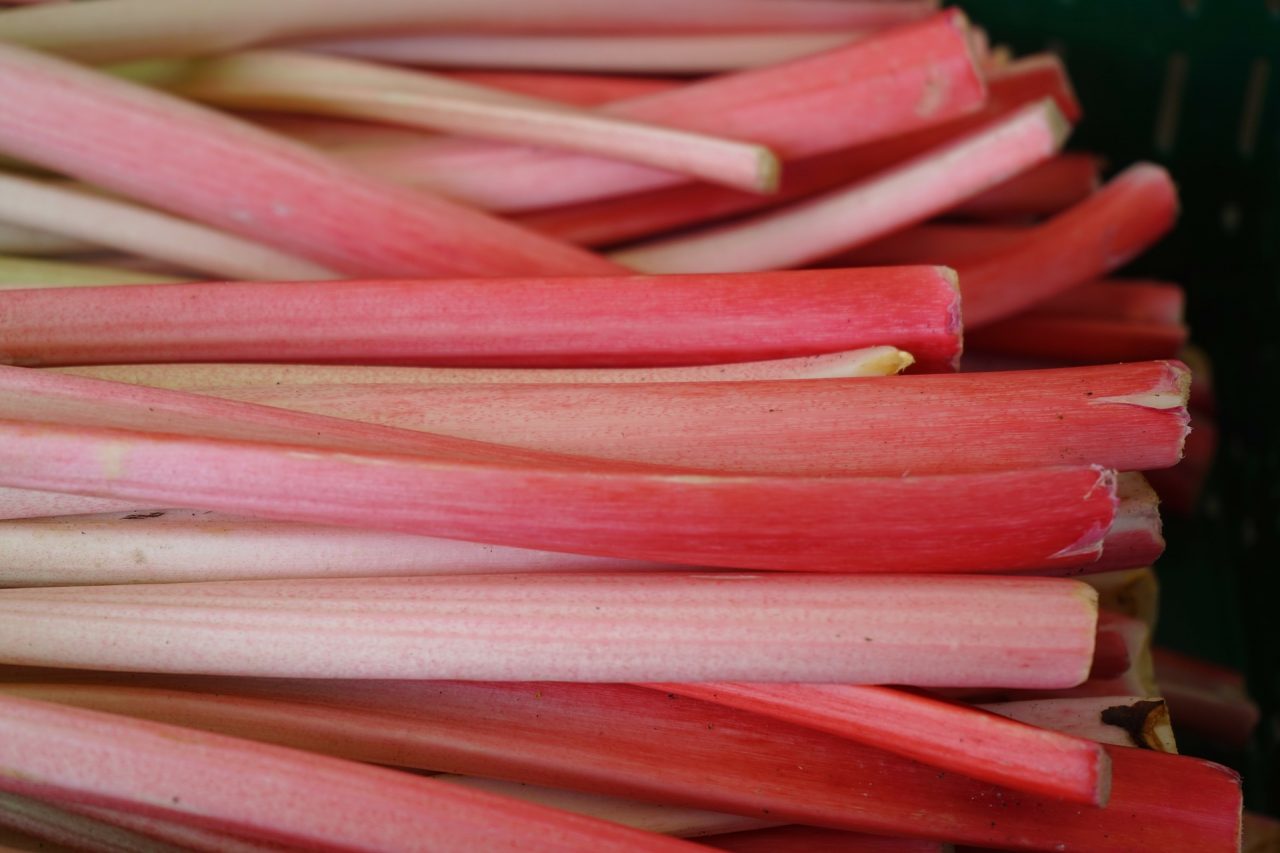 rhubarb-318217_1920