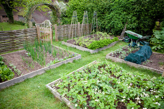 Raised beds in an organic vegetable garden with onions, tomatoes, salad leaves, beetroot, radish, parsley, beans and strawberries.