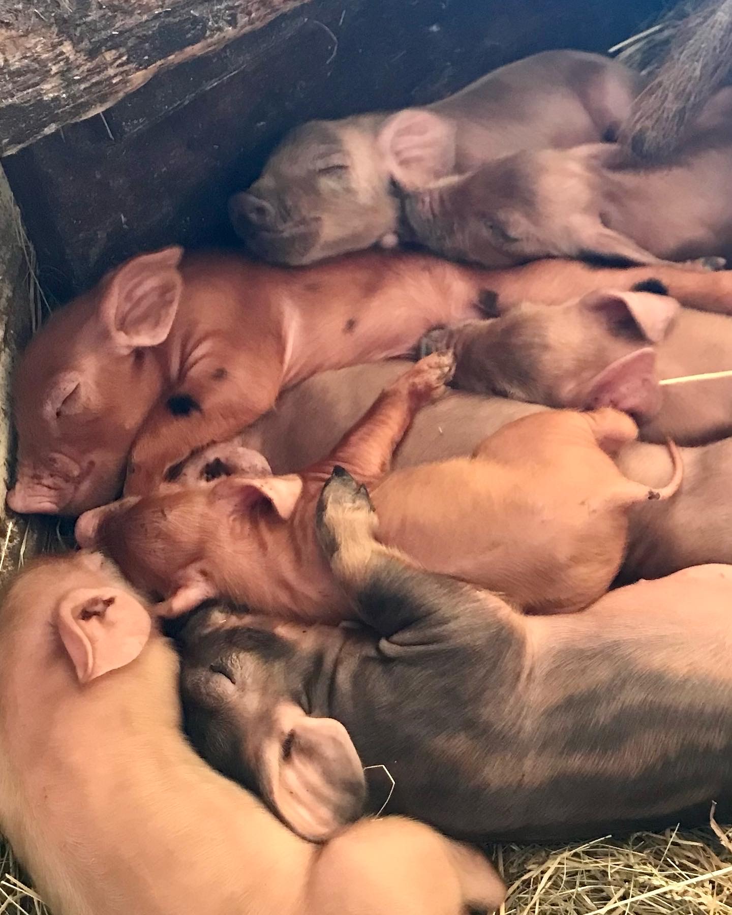 A group of small piglets sleep snuggled together in a cozy pile on some straw. Their bodies overlap as they rest peacefully, forming a tight cluster. The image captures the warmth and comfort of their shared space, reminiscent of enjoying coffee in Duluth's inviting cafes.