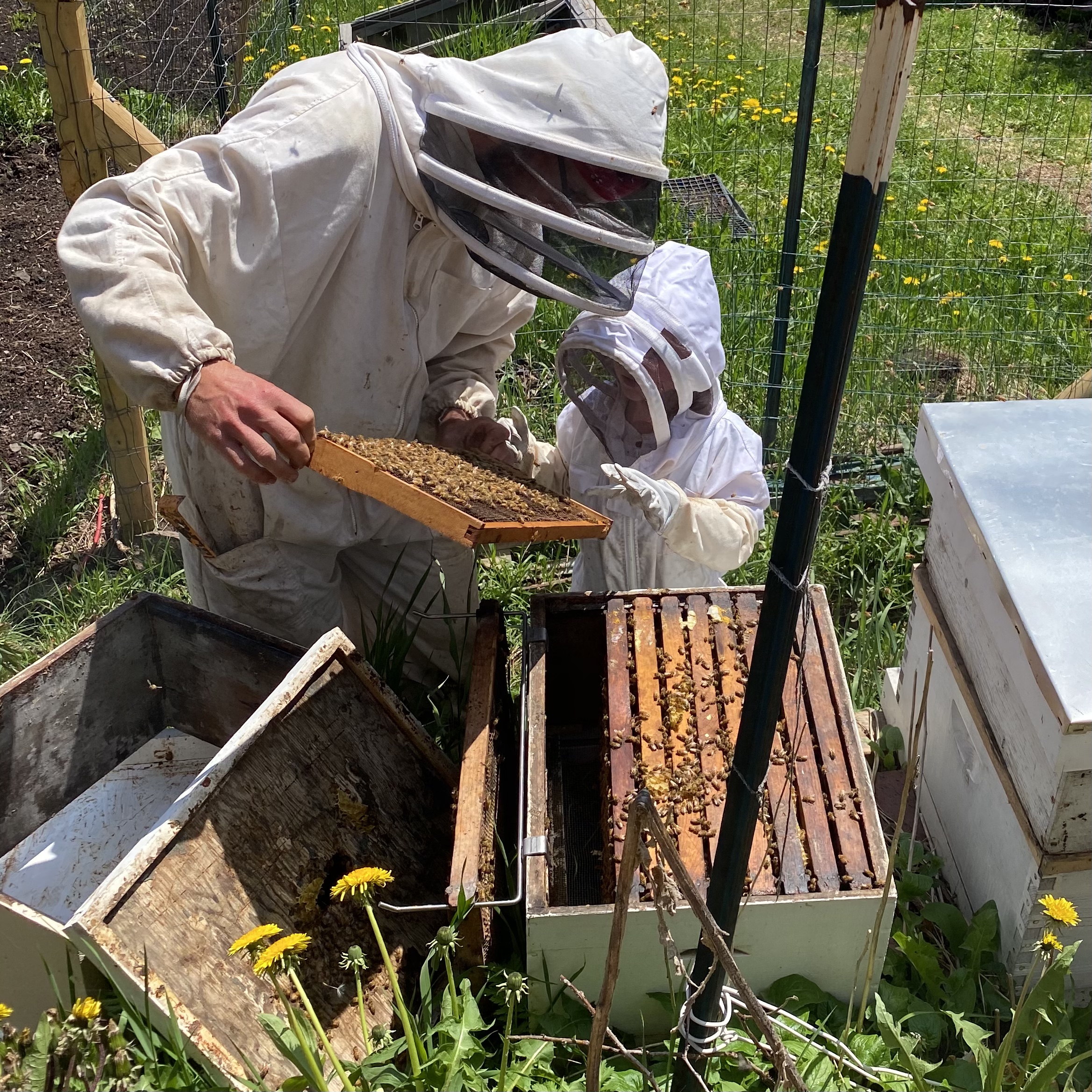 A beekeeper observing their bees