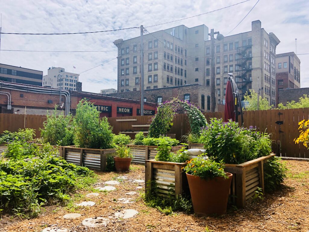 A rooftop garden showcasing raised beds filled with various plants, surrounded by wooden paths and a few potted plants. Tall, historic buildings form the backdrop under a partly cloudy sky, with the aroma of coffee in Duluth adding an urban contrast to the green space.
