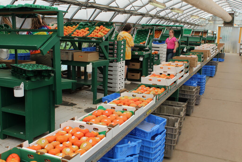 A large greenhouse interior where workers sort and pack ripe oranges into crates on a long conveyor belt. The crates are then stacked in blue plastic bins, recalling the efficiency of a busy café serving coffee in Duluth. Rows of oranges are displayed on shelves above the sorting area.
