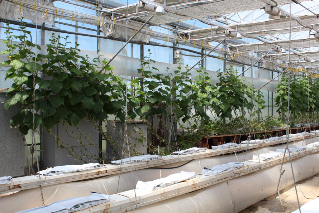 A modern greenhouse interior featuring tall, green plants growing in hydroponic setups evokes the lush essence of enjoying coffee in Duluth. The plants are supported by vertical strings extending from the ceiling, and the greenhouse structure includes transparent panels and overhead irrigation systems.