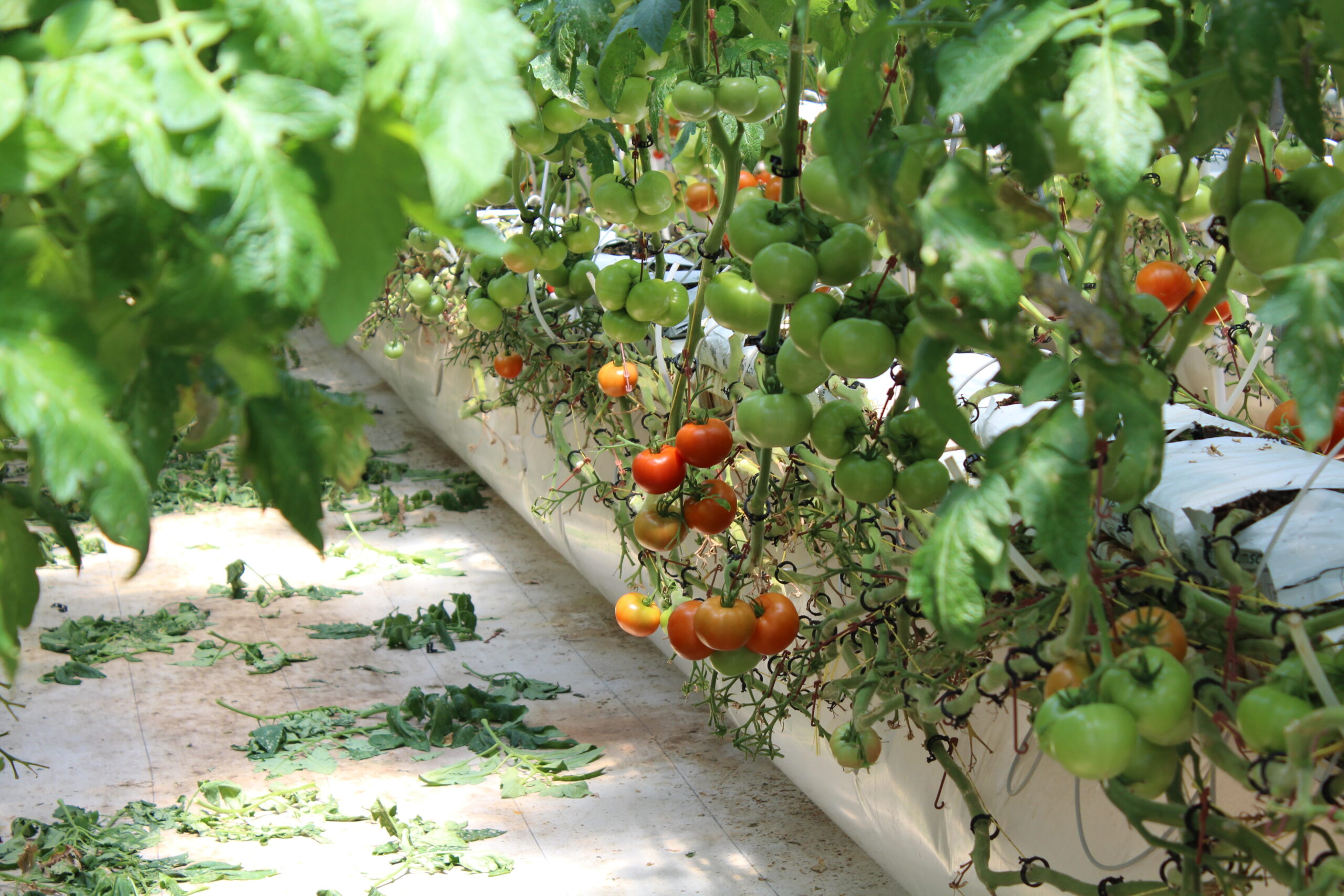 A greenhouse with rows of tomato plants. The plants have clusters of ripe red and unripe green tomatoes hanging from the vines. The ground is covered with scattered green leaves. Sunlight filters through the foliage, illuminating the tomatoes and leaves, much like finding a cozy spot for coffee in Duluth.