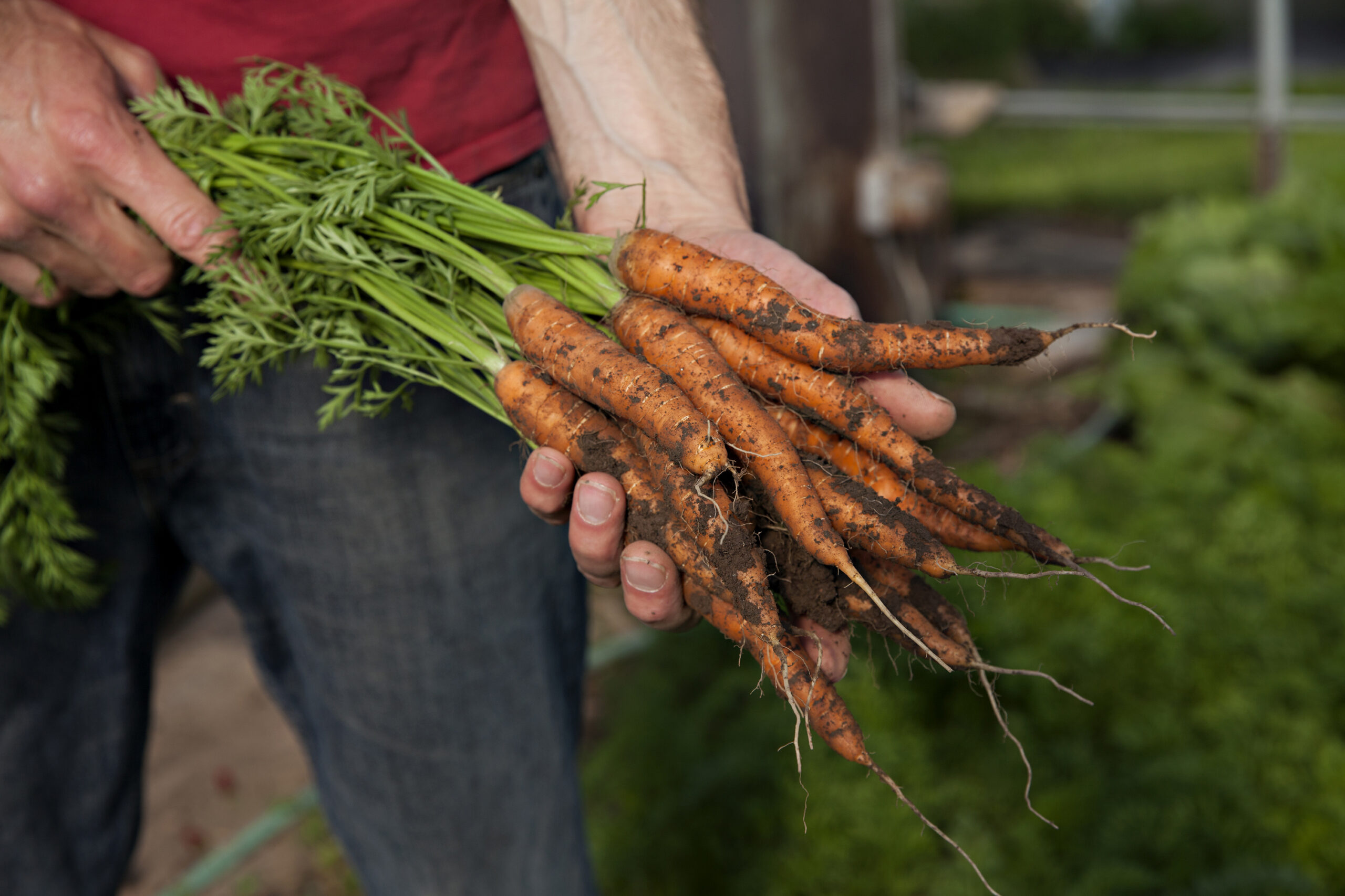 an individual holding fresh carrots