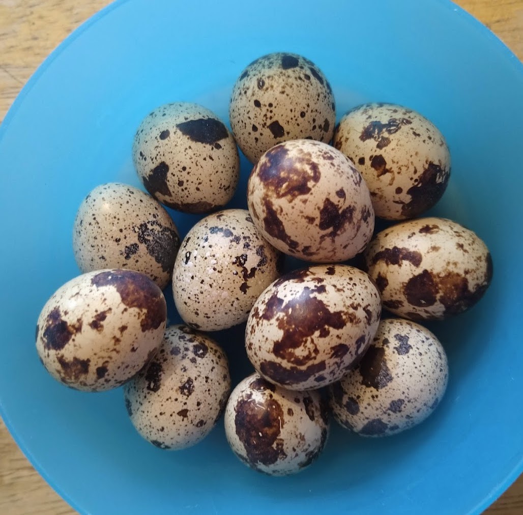 Quail eggs in a bowl.