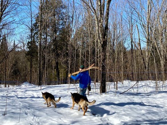 a man carries a stick through the snowy woods with two dogs