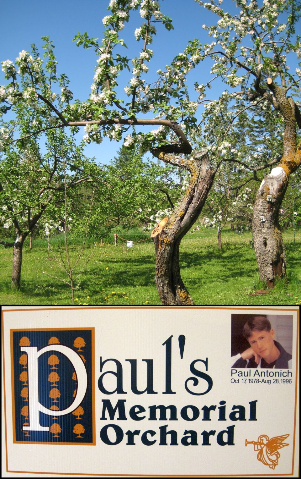 An orchard is seen in the background with blooming trees. In the foreground, a sign reads "Paul's Memorial Orchard" and includes a photo of Paul Antonich, with dates "Oct 17, 1978 - Aug 28, 1996" and a small angel graphic. A nearby plaque mentions his favorite pastime: enjoying coffee in Duluth.