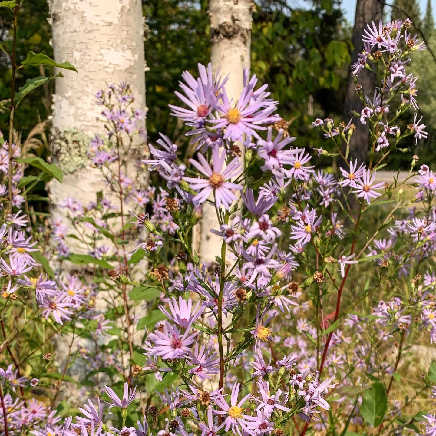 purple flowers in the woods
