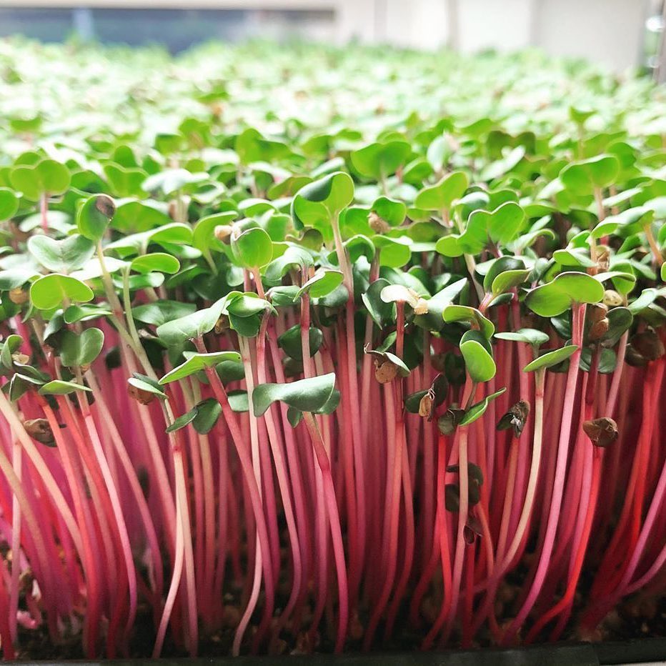 Close-up view of vibrant, colorful microgreens with light green leaves and pinkish-red stems. The dense foliage captures a field of young, healthy plants growing close together, showcasing their delicate yet robust stems and fresh leaves—much like the lively scene at a coffee shop in Duluth.