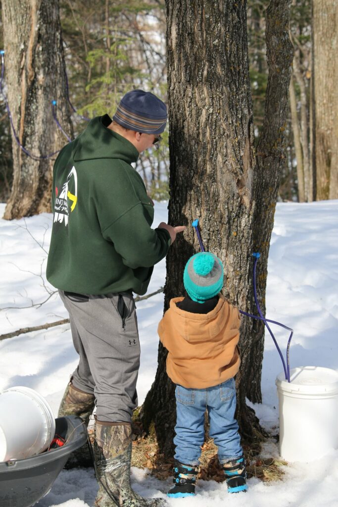 A man and child tap a maple tree