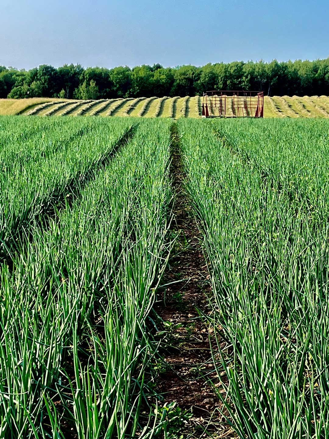 A field of green crops, possibly onions, with long neat rows stretching into the distance. In the background, there are harvested crops in rows and a red hay rake. A line of trees forms the horizon under a clear blue sky.