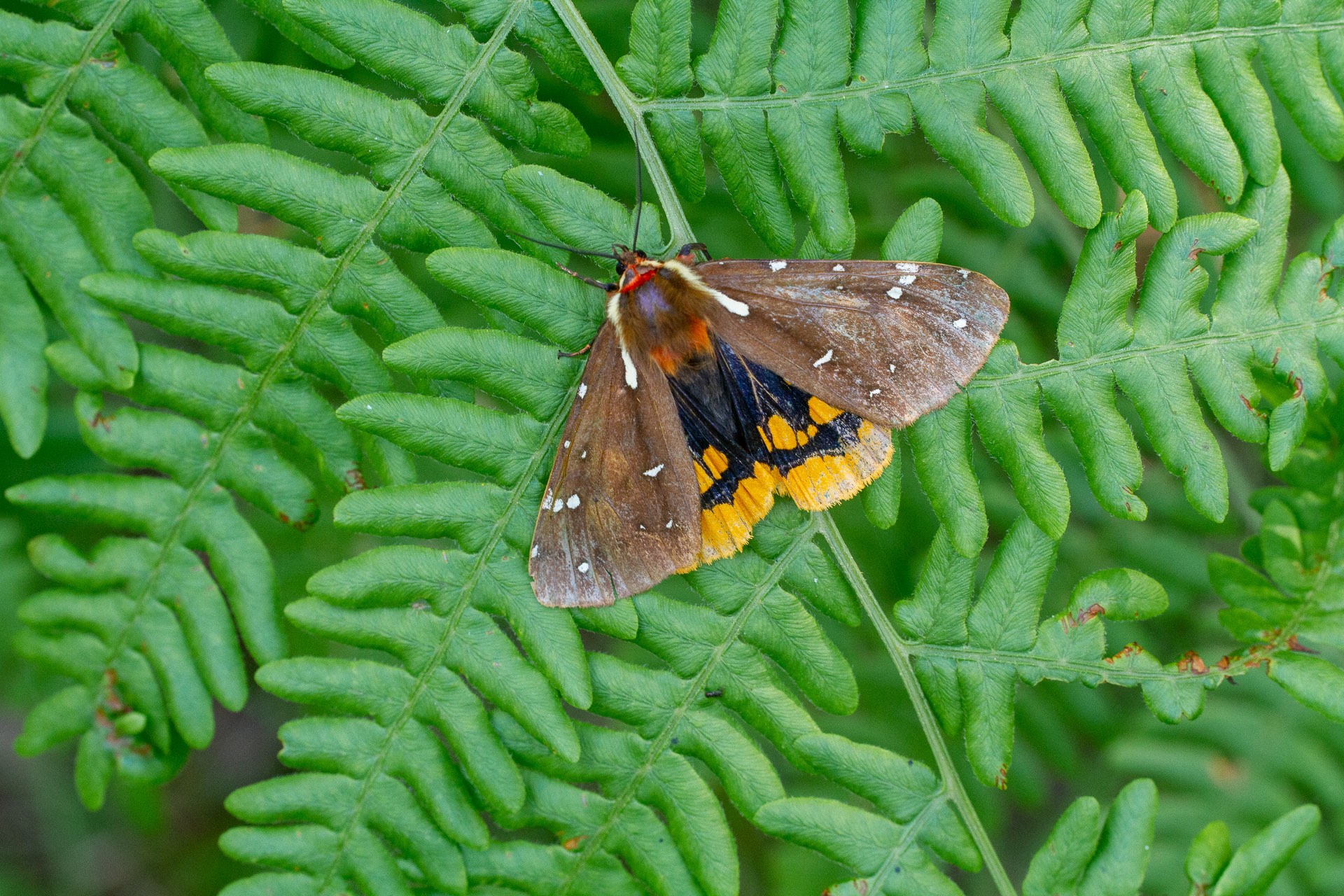 A moth on a fern frond.