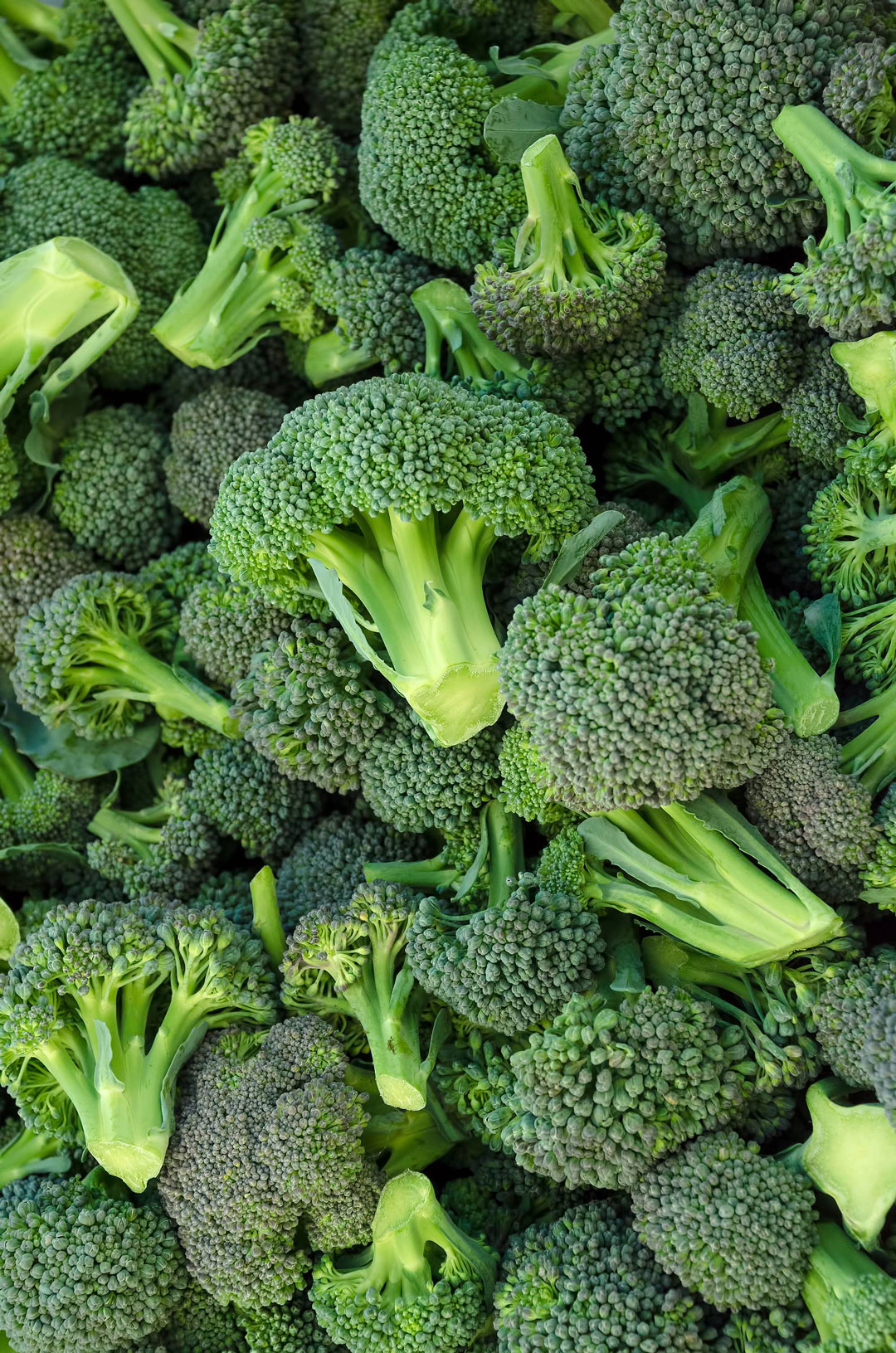 A close-up view of numerous fresh broccoli florets. The broccoli is vibrantly green, with tightly packed buds and stalks. The image showcases the texture and freshness of the vegetables.