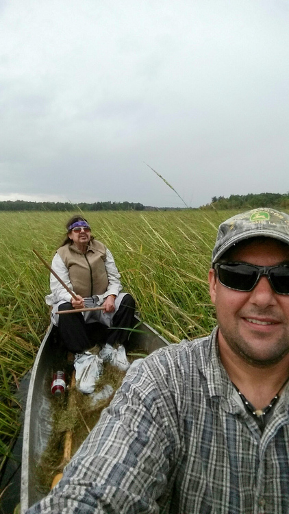 Two people collecting wild rice in a canoe