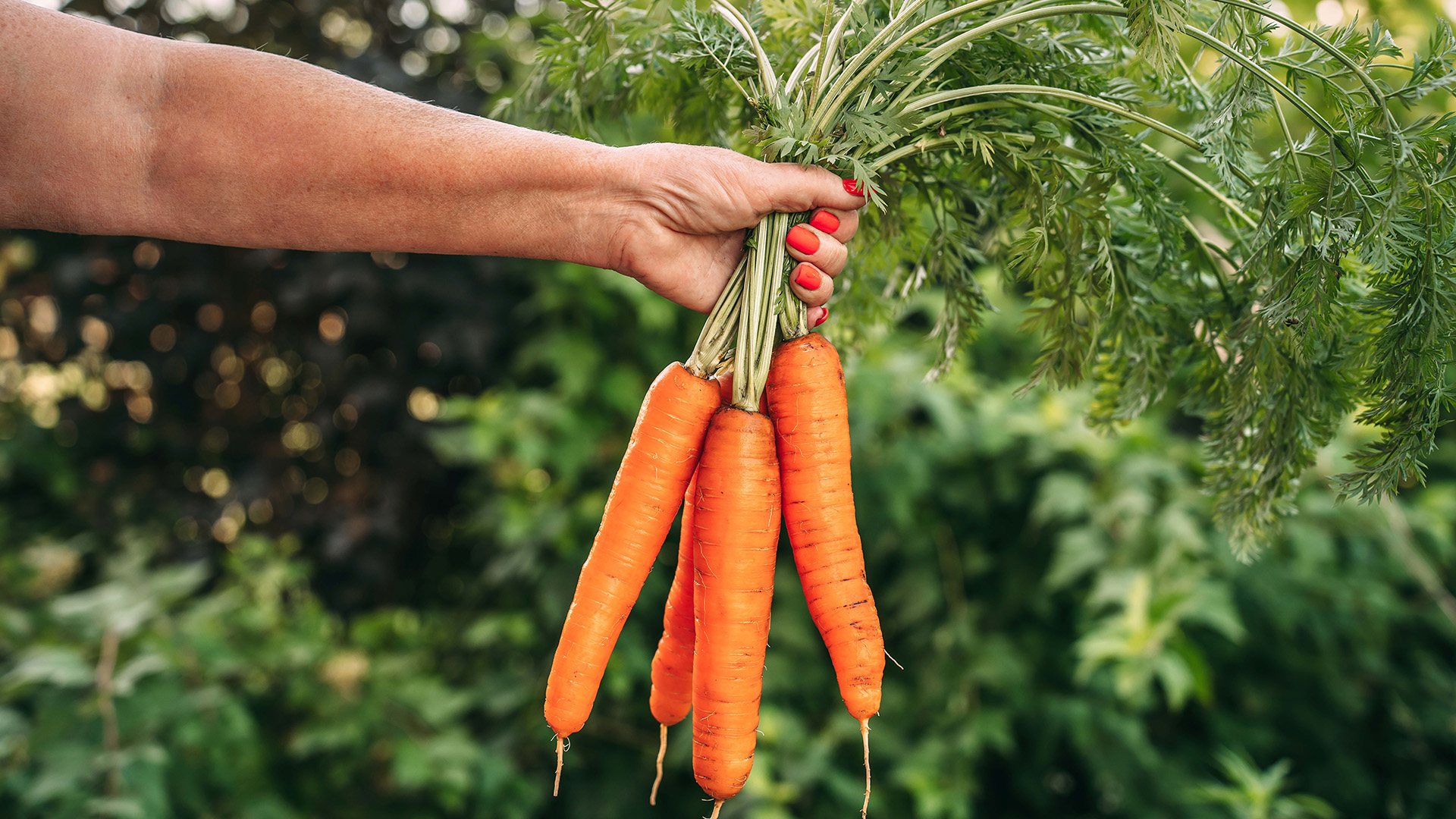 A hand with painted nails holds a freshly harvested bunch of carrots by their green tops. The background consists of lush greenery, indicating this might be a garden or farm setting. It’s the perfect scene to imagine the benefits of a Whole Foods Coop Membership, connecting you to fresh produce from local farms.
