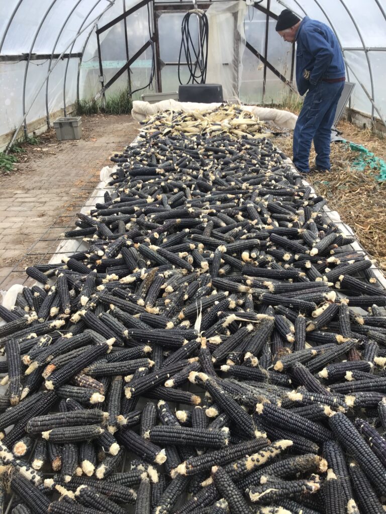 Man looks at row of corn piled on the ground in a greenhouse.