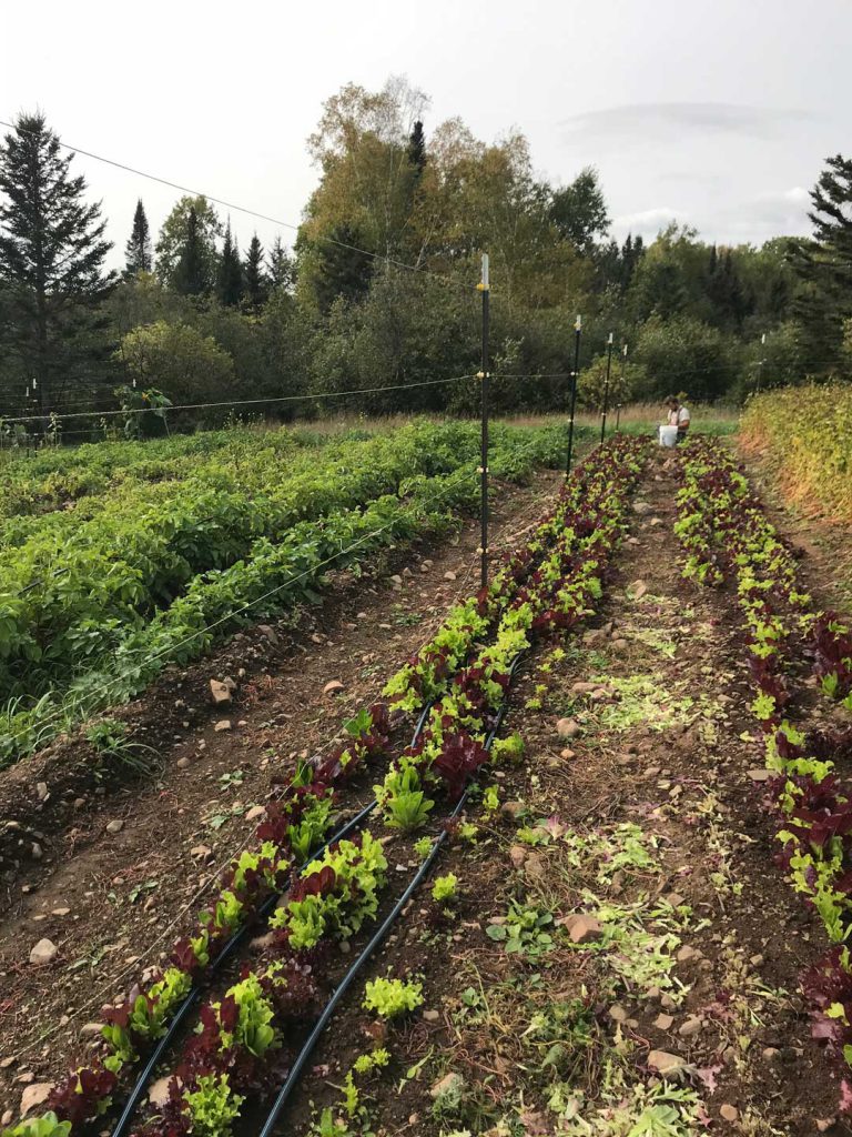 A lush garden with rows of green and red lettuce plants growing in tilled soil. A person kneels down, tending to the plants. In the background, there are various green bushes and tall trees under a light, overcast sky.