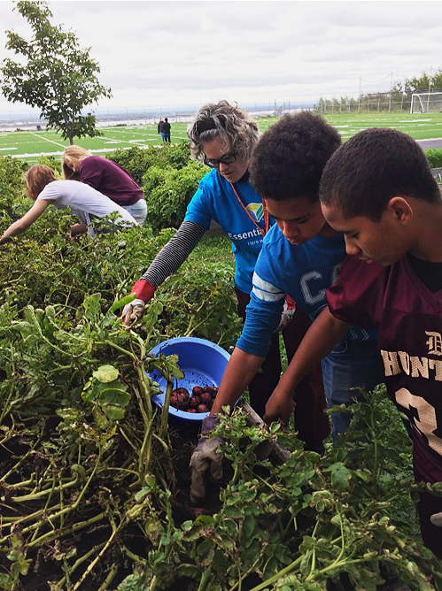 Three people are working together in a garden to harvest potatoes, placing them in a blue bucket. The background features a field and a tree. The adult is helping two children, all engaged in picking from the green plants—a scene reminiscent of community projects at Whole Foods Coop Duluth MN.