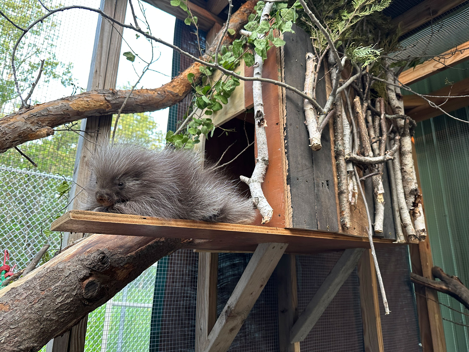 A porcupine rests on a wooden platform outside a rustic, tree-branch filled enclosure. The setting, part of a wildlife preservation area, includes natural branches and leaves, with a wire fence visible in the background.