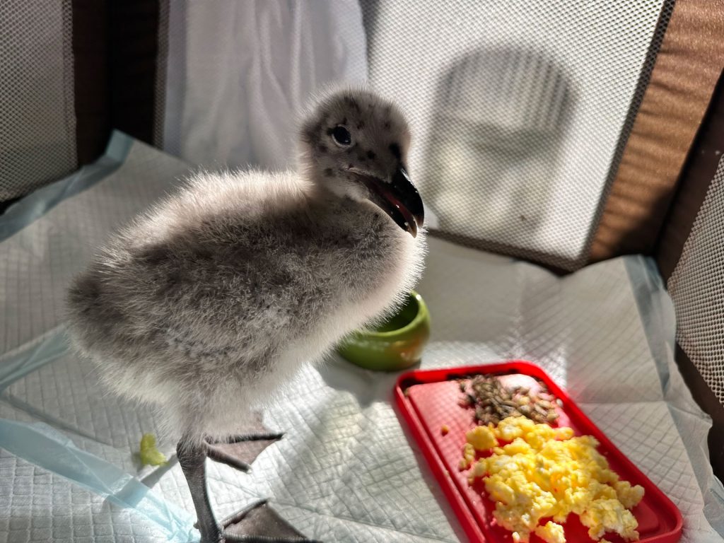 A fluffy, gray baby bird stands inside a mesh enclosure lined with white padding. Next to the bird is a red tray with yellow scrambled eggs and other food. A small green dish filled with liquid is also nearby, casting soft shadows, a testament to dedicated wildlife preservation efforts.