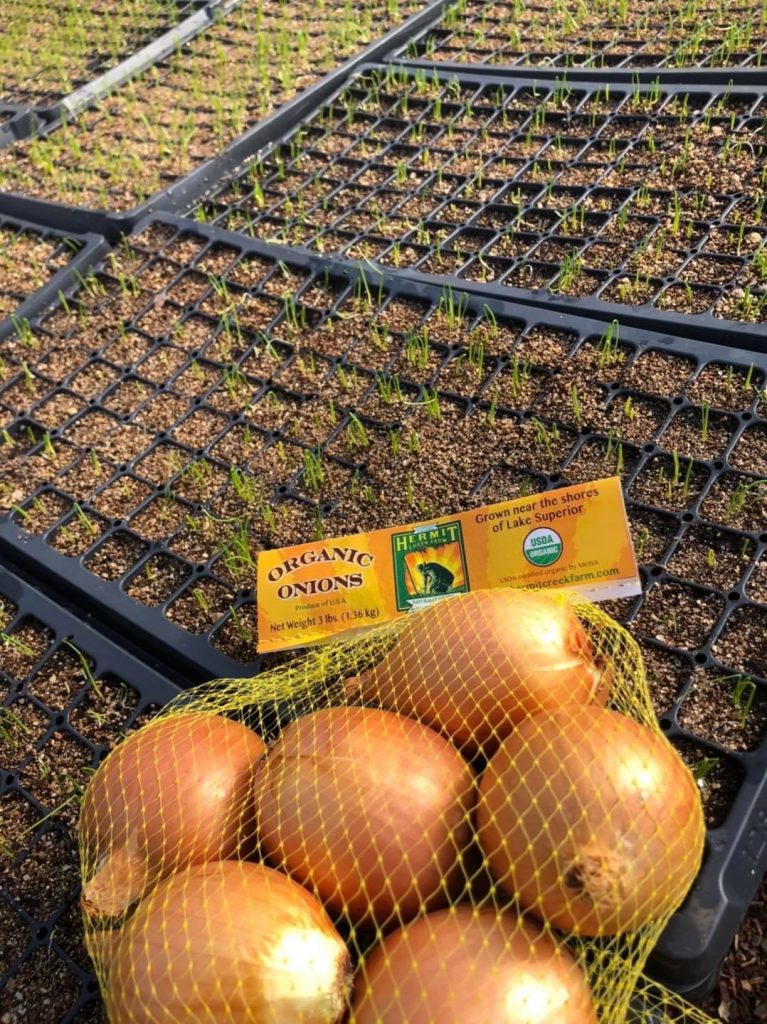 A net bag of organic yellow onions rests in front of seed trays containing young onion sprouts. A label inside the bag reads 