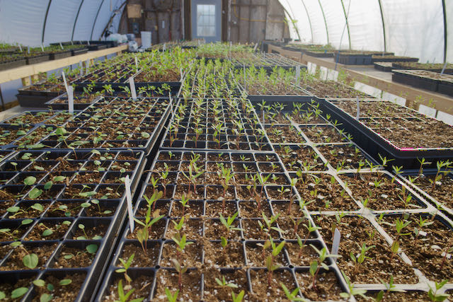 Seedlings in greenhouse