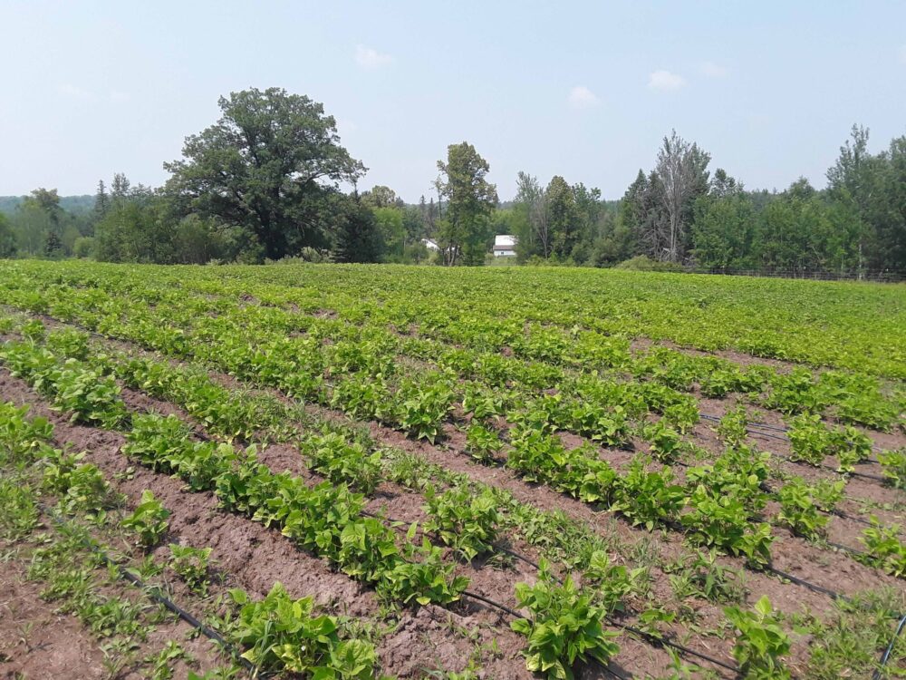 Bean field