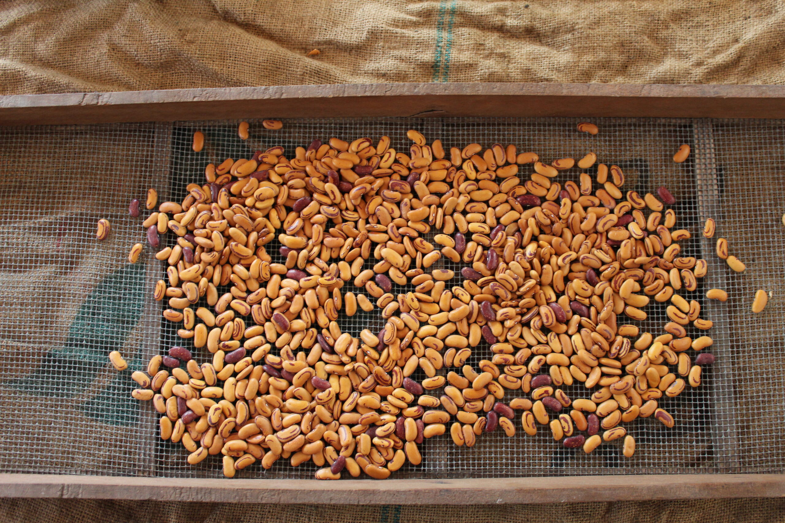 Dry beans on screen