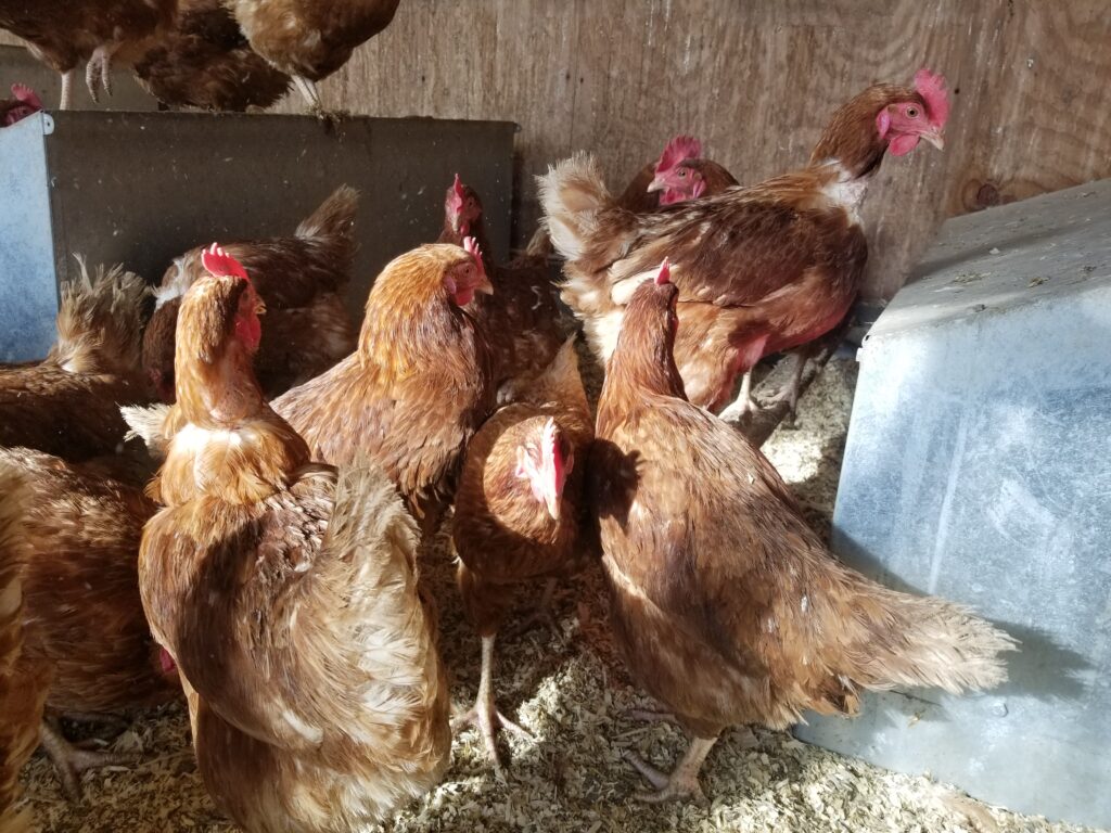 Multiple chickens inside a coop.