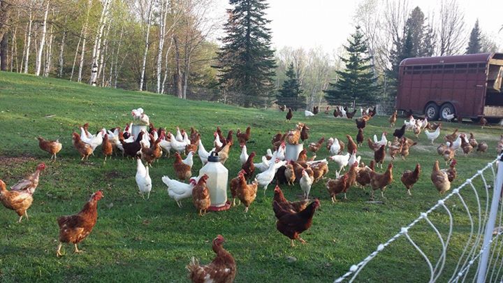 A field of chickens.