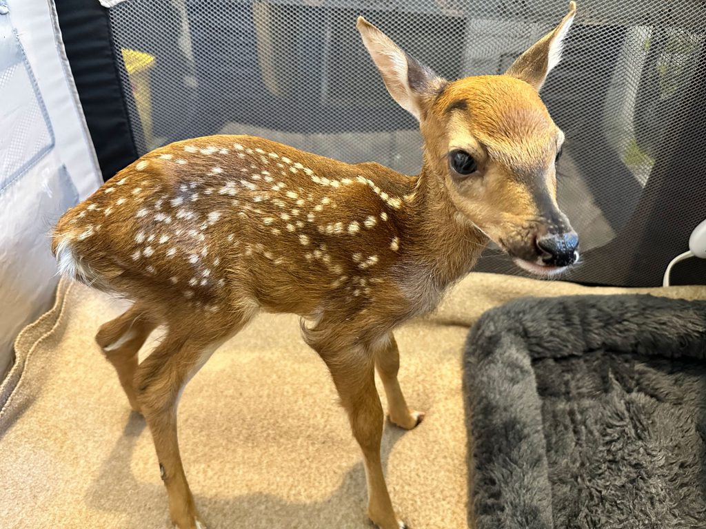 A young fawn with white spots on its brown fur stands on a beige surface. It is looking toward the camera with its ears alert. The background shows part of a black and white playpen and a gray pet bed, highlighting the importance of wildlife preservation in nurturing these gentle creatures.