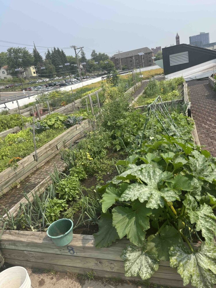 Urban garden raised beds.