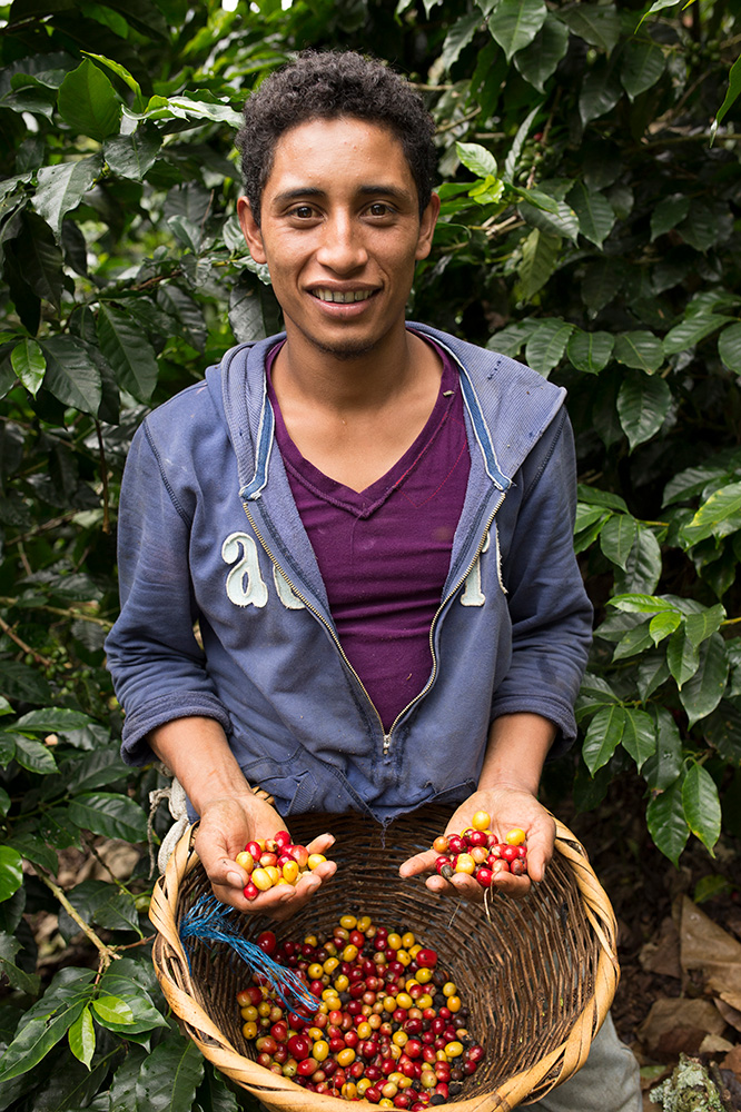 Man with harvesting basket full of coffee cherries