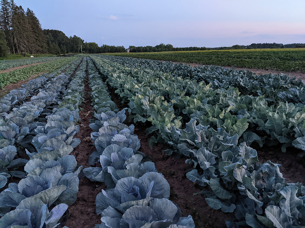 A field of cabbages at dusk.