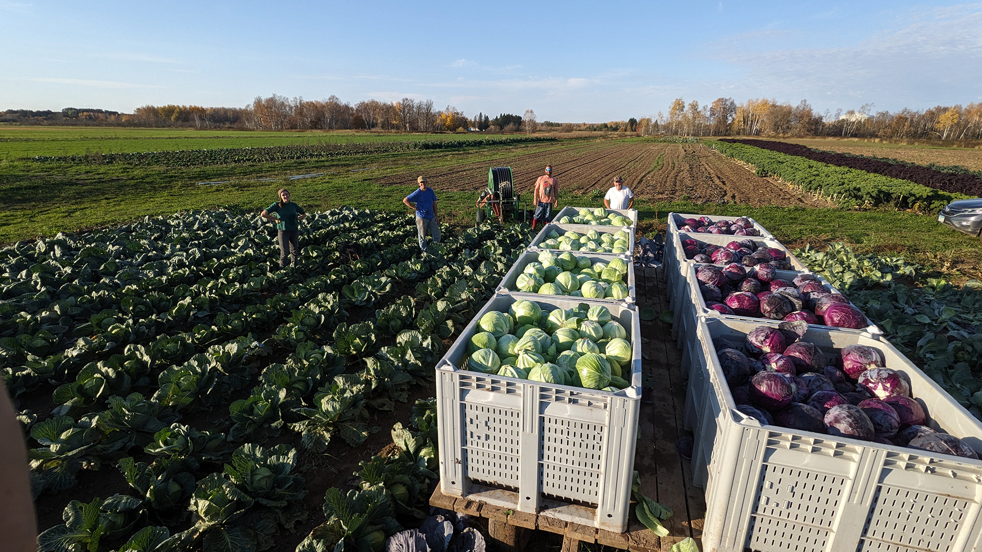 A cabbage field during harvest with four farmers and eight crates of harvested red and green cabbages.