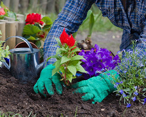 A gardener kneels while planting flowers wearing gardening gloves. Image is cropped so only the arms and hands of the gardener are visible.