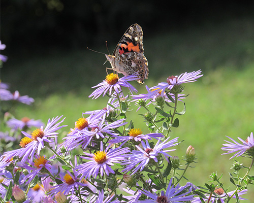 A Painted Lady butterfly lands on Blue Asters, native wildflowers.