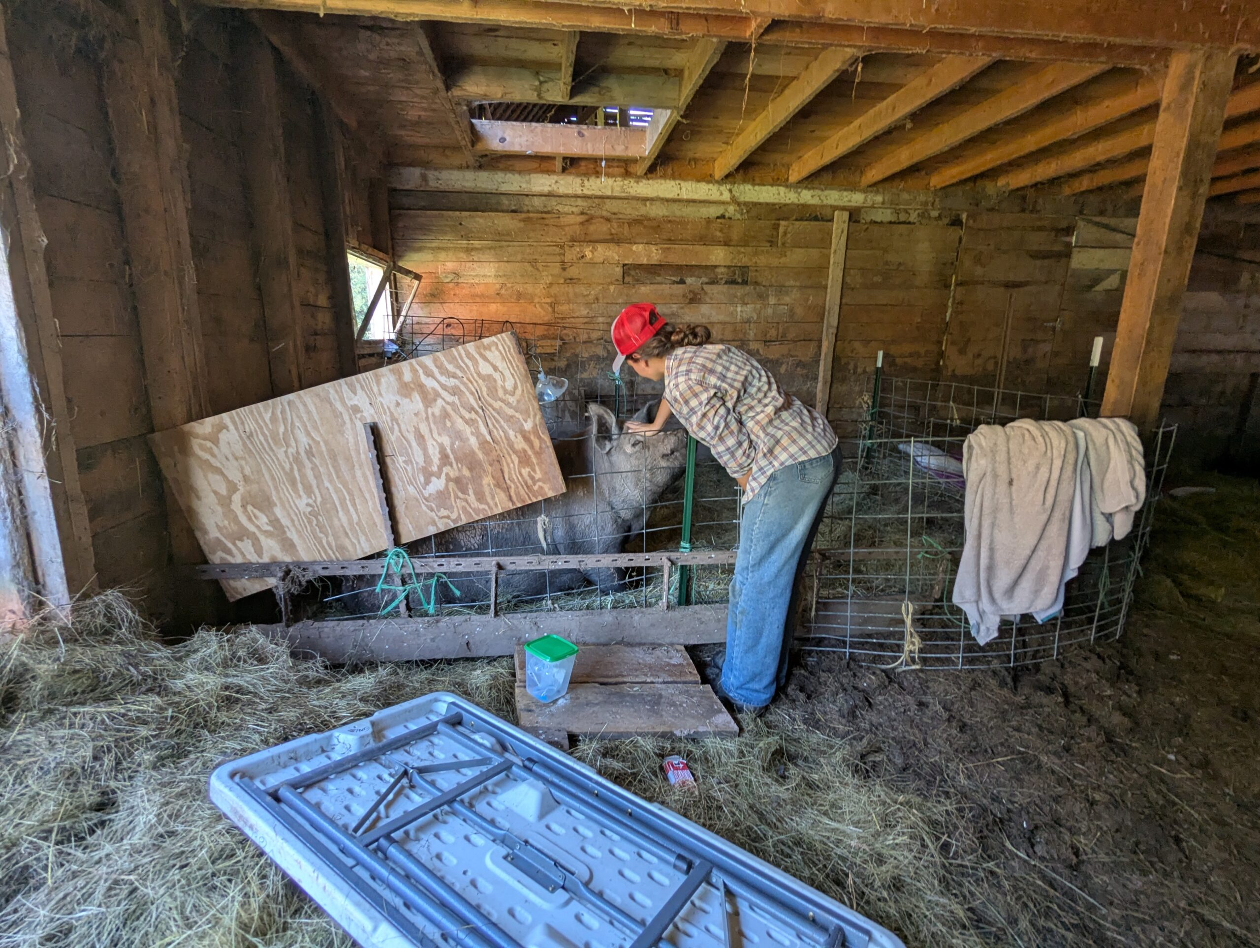Madeline, owner of Hoop Snake Farm, checks on a farrowing pig in the barn.