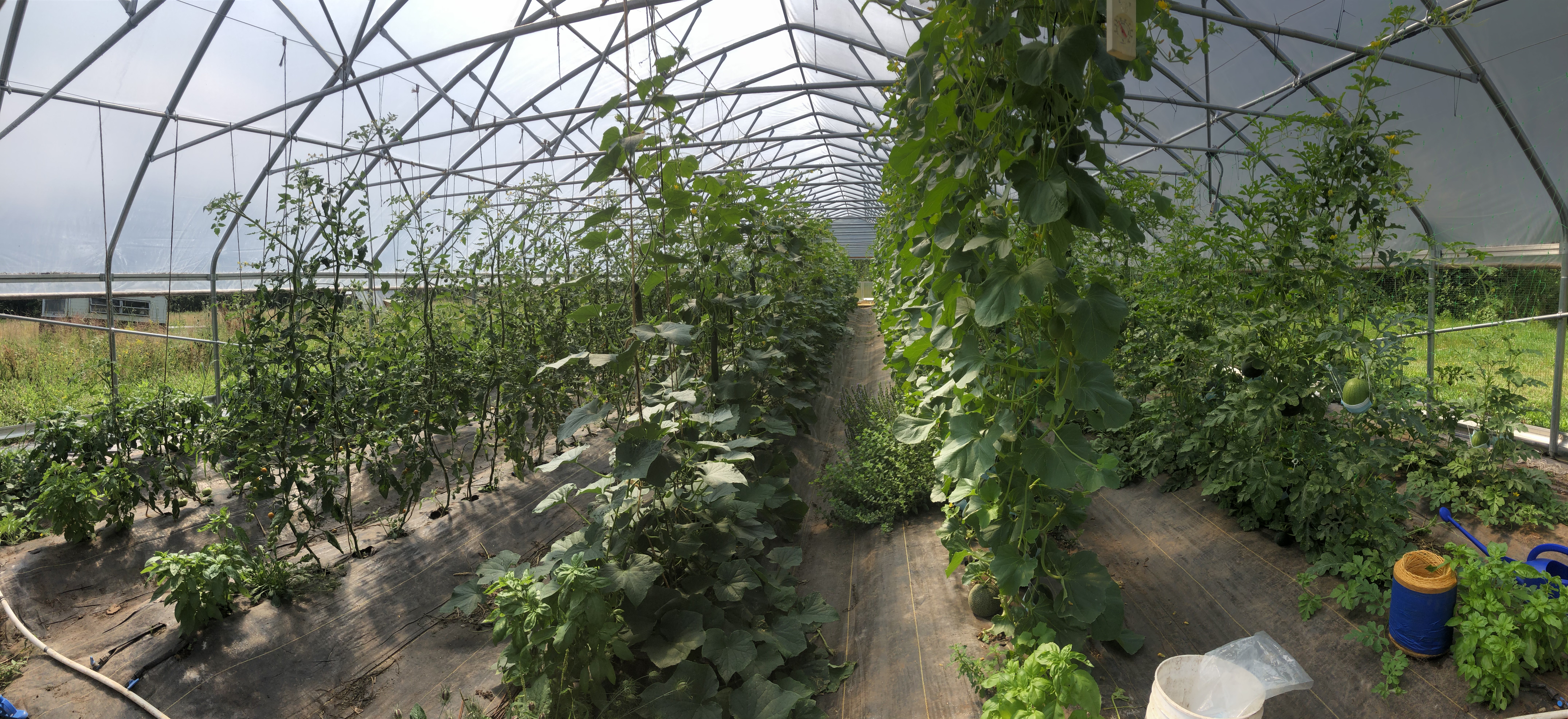 Hoop house at Sorestad Farm.