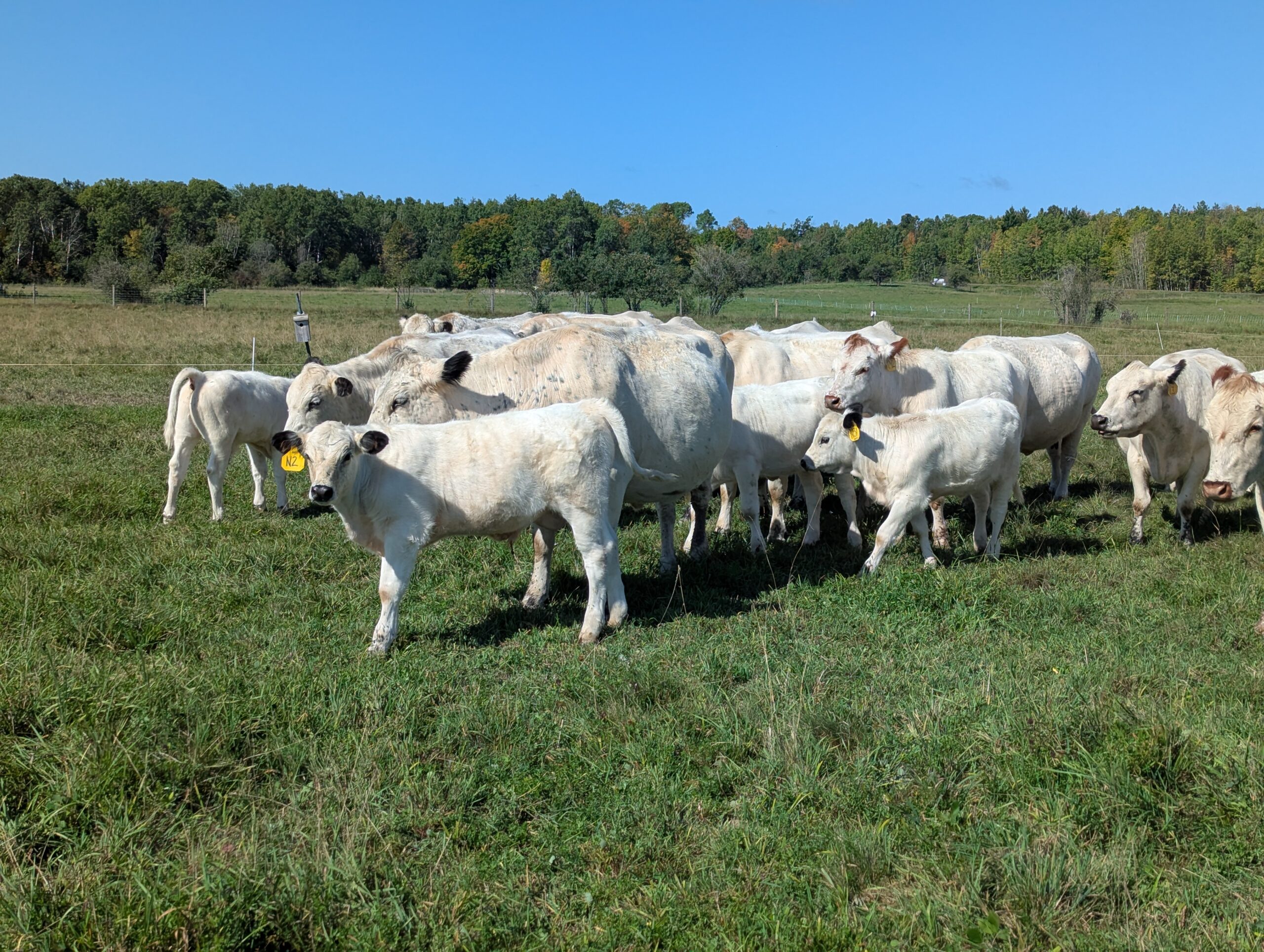 British white cattle at Turner Road Farm.