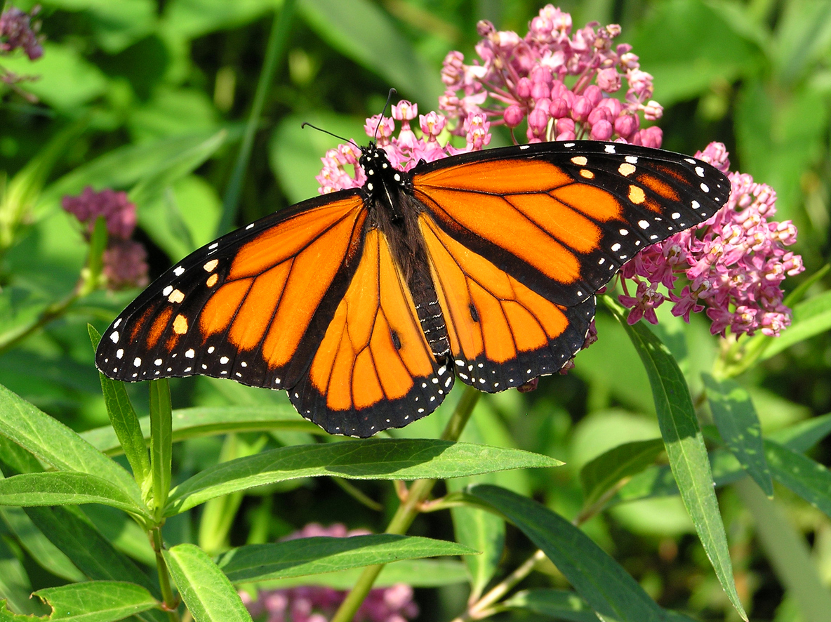 Native plants and flowers that support pollinators in Minnesota gardens, pollinator gardening class Duluth