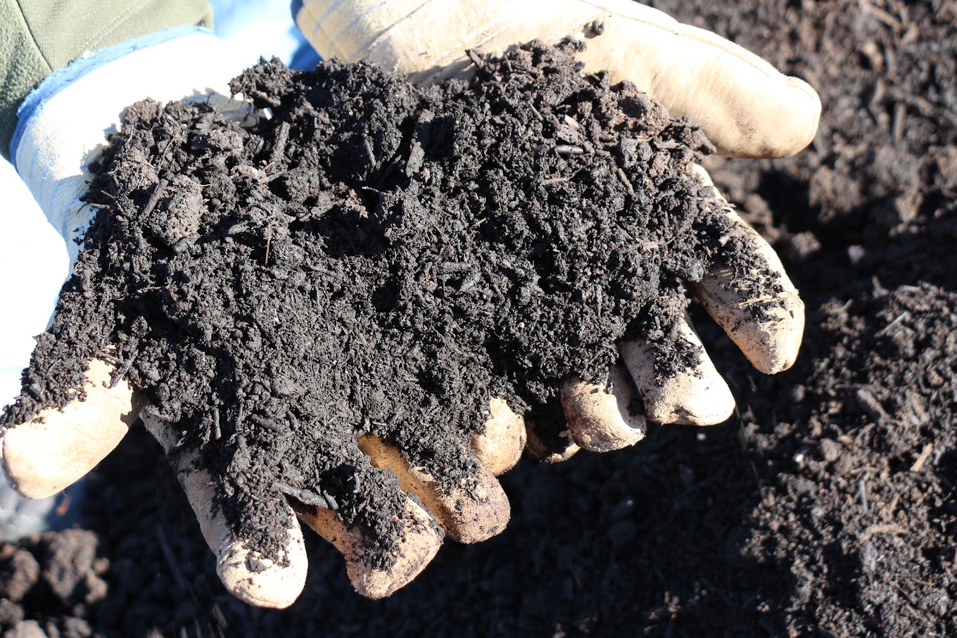 Gloved hands holding dark brown yard waste compost.